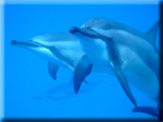 View photos in the largest collection of dolphin photos on the Internet