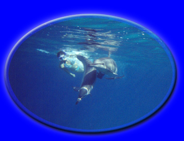 Click the pic to go deeper...into Ecstatic Dolphin Journeys Homepage