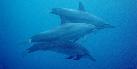 Ecstatic Dolphin Journeys Homepage - Adventures & Retreats in Hawaii