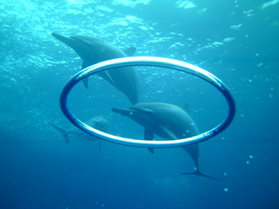 Click the pic to see Dolphin photos starting on Page 100 at SongofHome.com