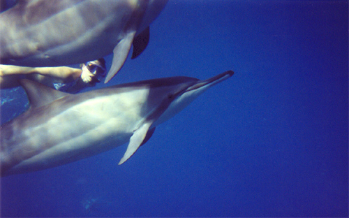swimming with dolphins Photo by Matisha © 2003