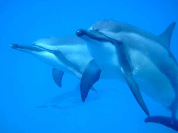 swimming with dolphins Photo by Matisha  2003